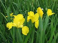 Iris (Photo F. Mrugala)